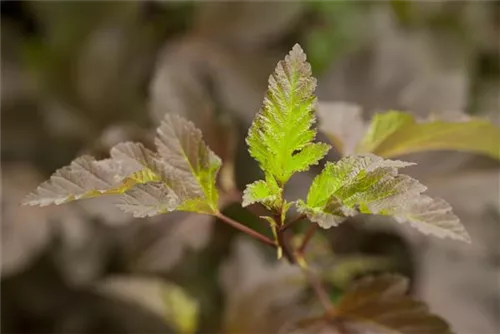 Blasenspiere 'Diabolo' - Physocarpus opulifolius 'Diabolo' -R-