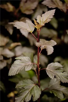 Blasenspiere 'Diabolo' - Physocarpus opulifolius 'Diabolo' -R-