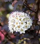 Blasenspiere 'Diabolo' - Physocarpus opulifolius 'Diabolo' -R-