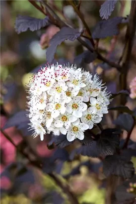 Blasenspiere 'Diabolo' - Physocarpus opulifolius 'Diabolo' -R-