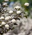 Blasenspiere 'Diabolo' - Physocarpus opulifolius 'Diabolo' -R-