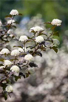 Blasenspiere 'Diabolo' - Physocarpus opulifolius 'Diabolo' -R-