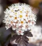 Blasenspiere 'Diabolo' - Physocarpus opulifolius 'Diabolo' -R-