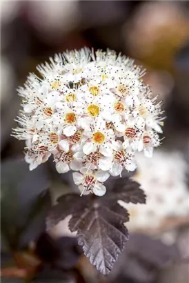 Blasenspiere 'Diabolo' - Physocarpus opulifolius 'Diabolo' -R-