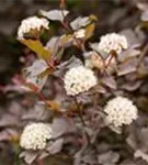 Blasenspiere 'Diabolo' - Physocarpus opulifolius 'Diabolo' -R-