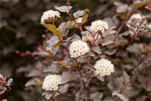 Blasenspiere 'Diabolo' - Physocarpus opulifolius 'Diabolo' -R-