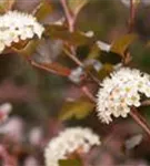 Blasenspiere 'Diabolo' - Physocarpus opulifolius 'Diabolo' -R-