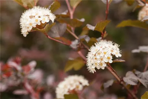 Blasenspiere 'Diabolo' - Physocarpus opulifolius 'Diabolo' -R-