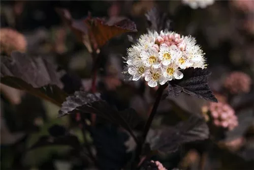 Blasenspiere 'Diabolo' - Physocarpus opulifolius 'Diabolo' -R-