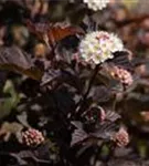 Blasenspiere 'Diabolo' - Physocarpus opulifolius 'Diabolo' -R-