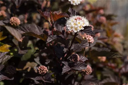 Blasenspiere 'Diabolo' - Physocarpus opulifolius 'Diabolo' -R-