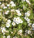 Fingerstrauch 'Abbotswood' - Potentilla 'Abbotswood' - Bodendecker