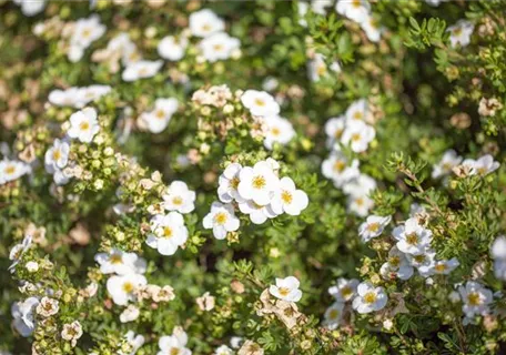 Potentilla 'Abbotswood' - Bodendecker - Fingerstrauch 'Abbotswood'