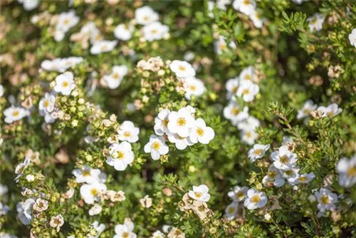 Fingerstrauch 'Abbotswood' - Potentilla 'Abbotswood' - Bodendecker