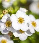 Fingerstrauch 'Abbotswood' - Potentilla 'Abbotswood' - Bodendecker