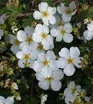 Fingerstrauch 'Abbotswood' - Potentilla 'Abbotswood' - Bodendecker