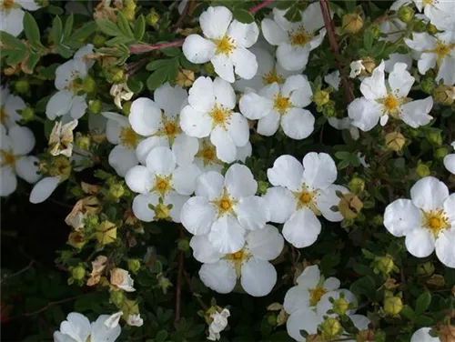 Fingerstrauch 'Abbotswood' - Potentilla 'Abbotswood' - Bodendecker