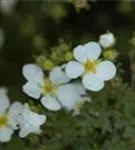 Fingerstrauch 'Abbotswood' - Potentilla 'Abbotswood' - Bodendecker