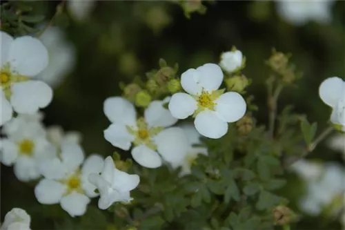 Fingerstrauch 'Abbotswood' - Potentilla 'Abbotswood' - Bodendecker