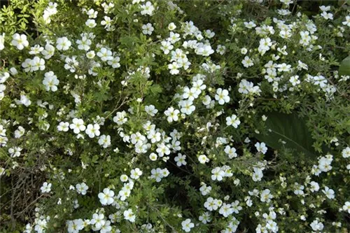 Fingerstrauch 'Abbotswood' - Potentilla 'Abbotswood' - Bodendecker