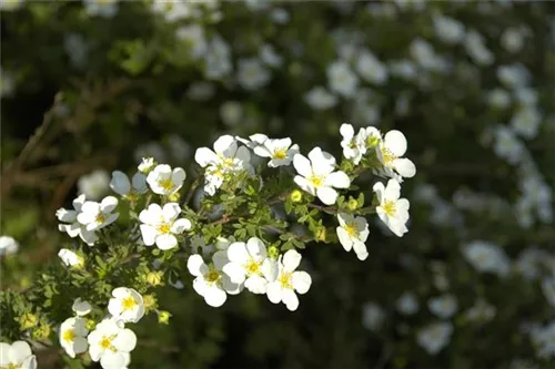 Fingerstrauch 'Abbotswood' - Potentilla 'Abbotswood' - Bodendecker