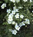 Fingerstrauch 'Abbotswood' - Potentilla 'Abbotswood' - Bodendecker