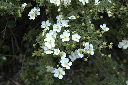 Fingerstrauch 'Abbotswood' - Potentilla 'Abbotswood' - Bodendecker