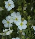 Fingerstrauch 'Abbotswood' - Potentilla 'Abbotswood' - Bodendecker