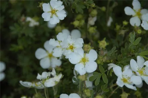 Fingerstrauch 'Abbotswood' - Potentilla 'Abbotswood' - Bodendecker