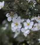 Fingerstrauch 'Abbotswood' - Potentilla 'Abbotswood' - Bodendecker