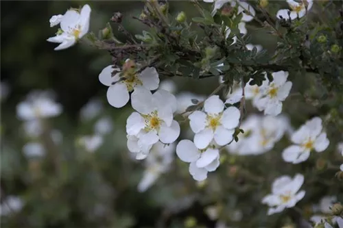 Fingerstrauch 'Abbotswood' - Potentilla 'Abbotswood' - Bodendecker