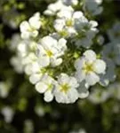 Fingerstrauch 'Abbotswood' - Potentilla 'Abbotswood' - Bodendecker