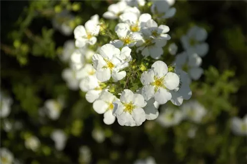 Fingerstrauch 'Abbotswood' - Potentilla 'Abbotswood' - Bodendecker