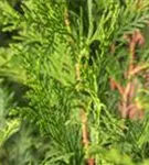 Grüner Riesen-Lebensbaum - Thuja plicata 'Atrovirens'