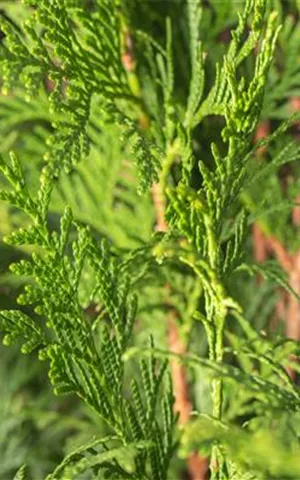 Thuja plicata 'Atrovirens'