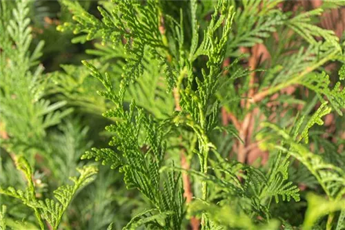 Grüner Riesen-Lebensbaum - Thuja plicata 'Atrovirens'