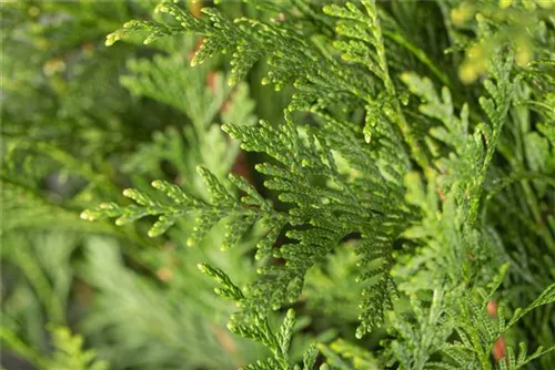 Grüner Riesen-Lebensbaum - Thuja plicata 'Atrovirens'