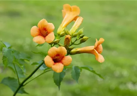 Campsis tagliabuana 'Mme Galen' - Große Kletter-Trompetenblume 'Mme Galen'