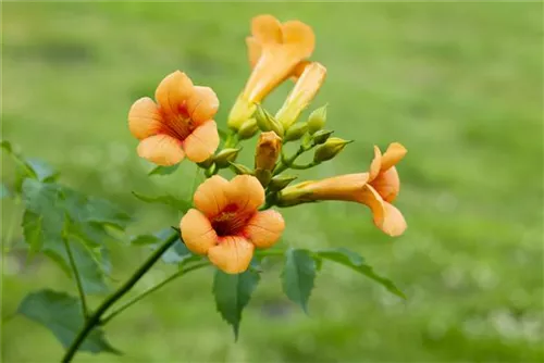 Große Kletter-Trompetenblume 'Mme Galen' - Campsis tagliabuana 'Mme Galen'