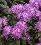 Rhododendron-Hybride 'Alfred' - Rhododendron Hybr.'Alfred' III