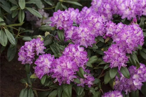 Rhododendron-Hybride 'Alfred' - Rhododendron Hybr.'Alfred' III