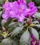 Rhododendron-Hybride 'Alfred' - Rhododendron Hybr.'Alfred' III