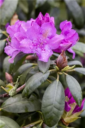 Rhododendron-Hybride 'Alfred' - Rhododendron Hybr.'Alfred' III