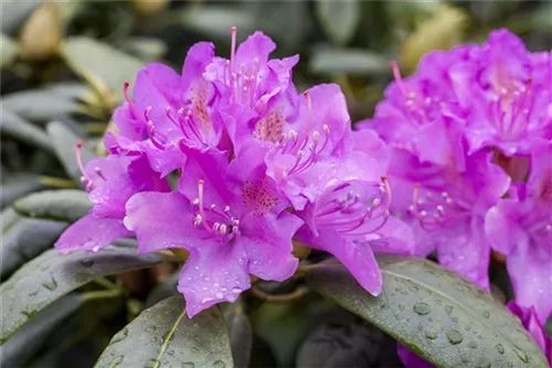 Rhododendron-Hybride 'Alfred' - Rhododendron Hybr.'Alfred' III