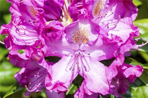 Rhododendron-Hybride 'Alfred' - Rhododendron Hybr.'Alfred' III