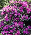 Rhododendron-Hybride 'Alfred' - Rhododendron Hybr.'Alfred' III