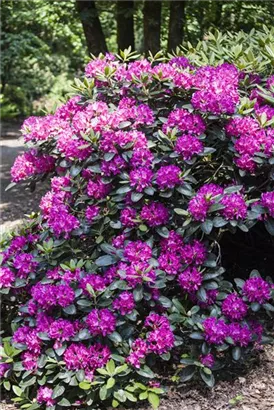 Rhododendron-Hybride 'Alfred' - Rhododendron Hybr.'Alfred' III