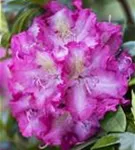 Rhododendron-Hybride 'Alfred' - Rhododendron Hybr.'Alfred' III