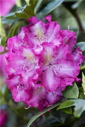 Rhododendron-Hybride 'Alfred' - Rhododendron Hybr.'Alfred' III