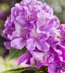 Rhododendron-Hybride 'Alfred' - Rhododendron Hybr.'Alfred' III